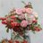 FloralLrcf's profile image