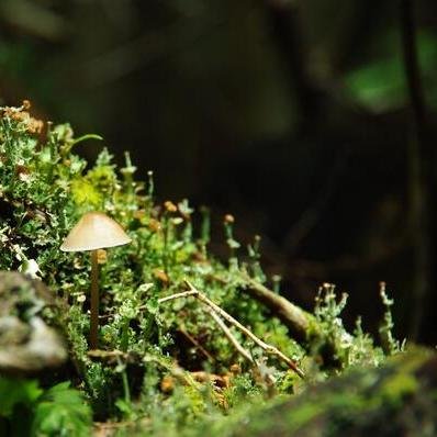 苔、羊歯、地衣類が大好きです♡　苔の話題を中心に呟きます。