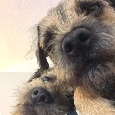 Adventures of two Parps terrierising Hampshire. We love running, squizzers & tennis balls, our garden & upsidedown snugs. X