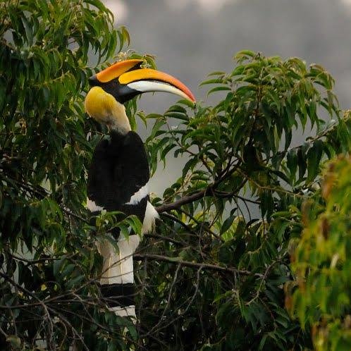 InfoIndoPilihan's profile picture. 