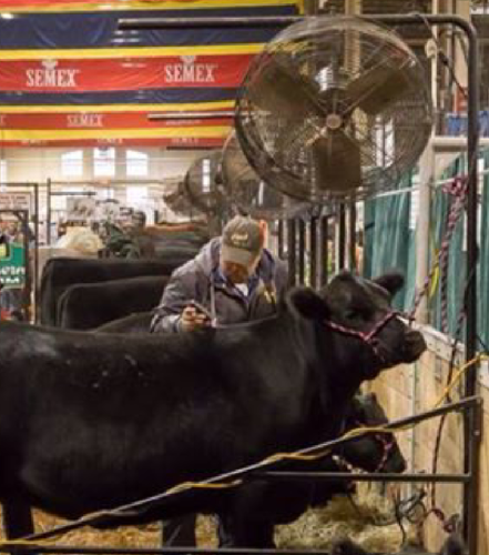 Breeder of Limousin, Shorthorns and Simmental cattle. Enjoys raising, showing / fitting and the good people that come along with exhibiting cattle.