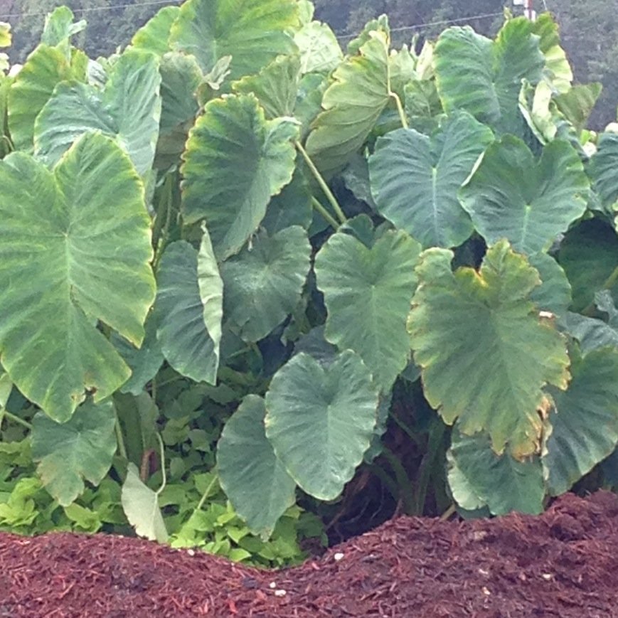 hubert_neeley's profile picture. 