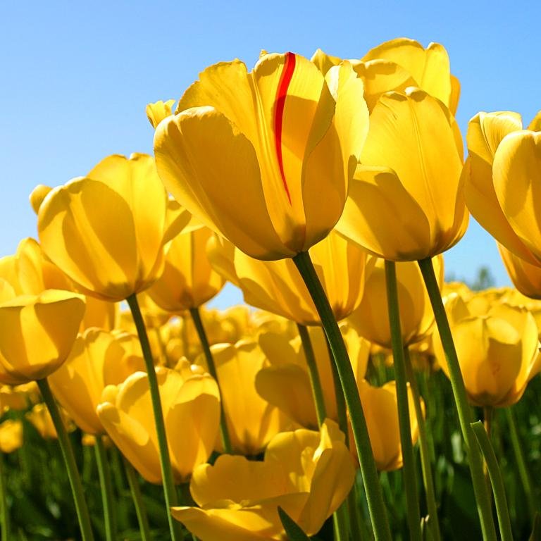 floricato's profile picture. 