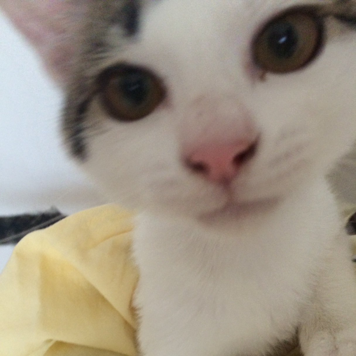 レコーディングエンジニアです 子猫は無事に里親さんが決まりましたよ。