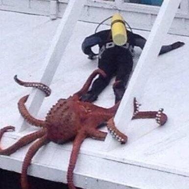 Metalhead, Arsenal fan, Broncos fan. The Squid