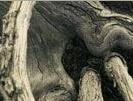 Crooked Timber