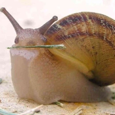 Just your average snail. 
#SlugLife