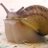 SteveTheSnail9's profile image