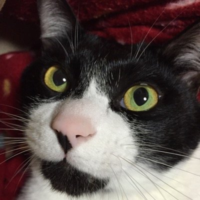 santa_naoko's profile picture. 