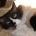 Lisa Westervelt - @ragdollcat4ever - Twitter