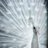 lovely_lavina's profile image
