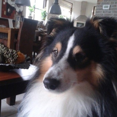 lionzandv's profile picture. Aanvoerder mediateam en accountmanager @ict_en_media