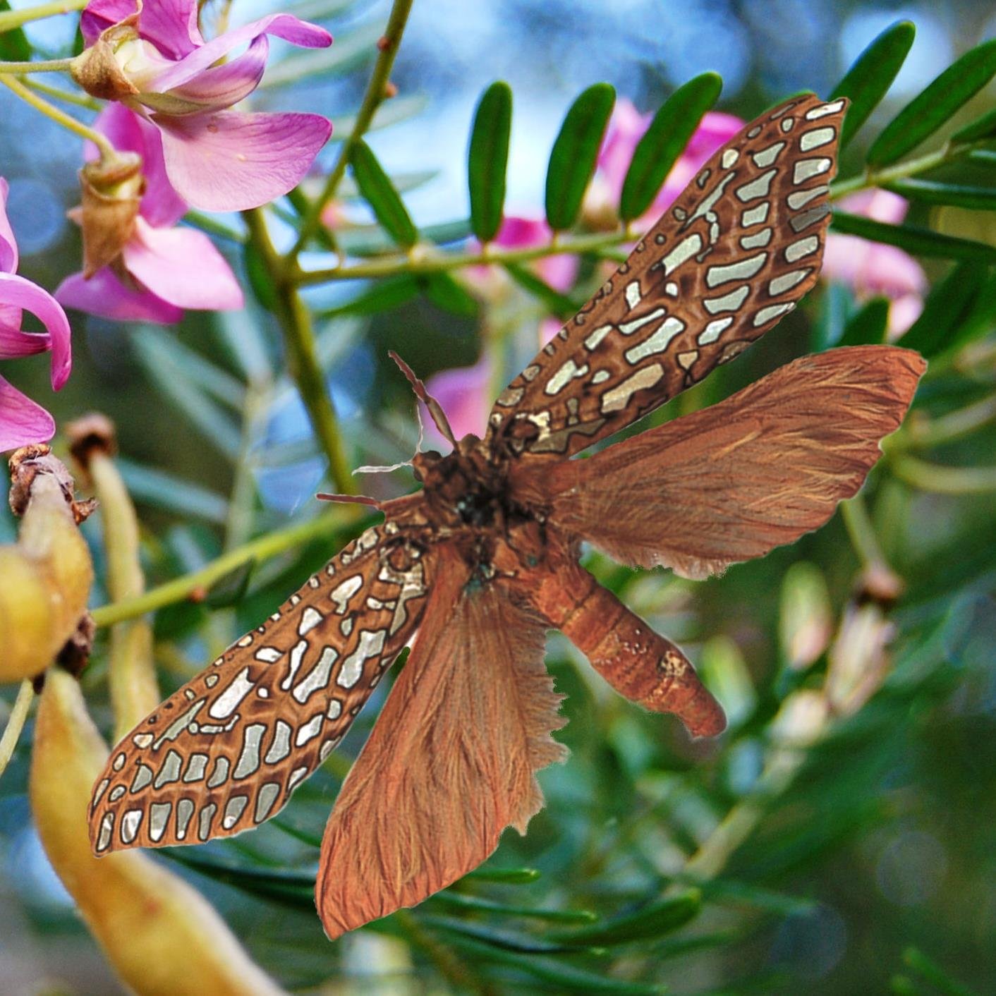 PhantomEco's profile picture. A unique privately owned nature reserve with Afromontane forest, Cape coastal fynbos and estuarine wetland. Elevated tree suites offer luxury and tranquility.
