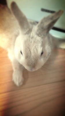 ゆきだるまさんのプロフィール画像