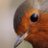 RobinPalapani58's profile image