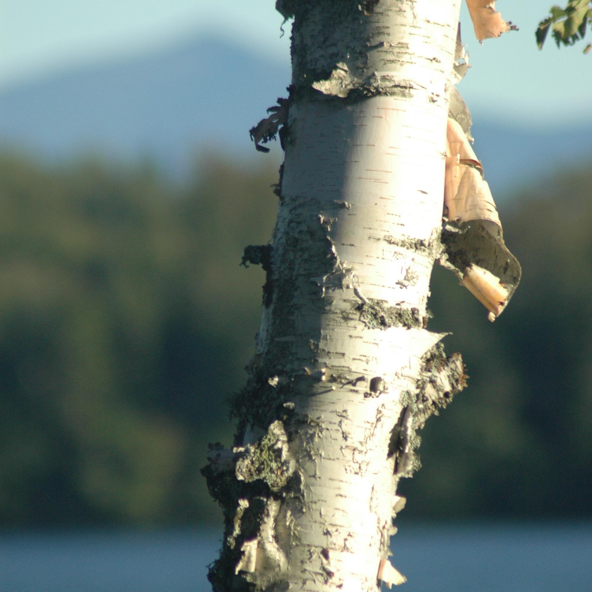 Loon Lake Landing has been sold and will be missed!