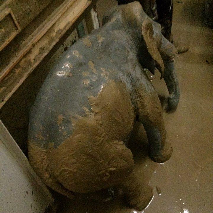 BestiedelFango's profile picture. 