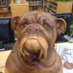 Bayside Bulldogs (@baysidebulldog) Twitter profile photo Bayside Bulldogs (@baysidebulldog) Twitter profile photo
