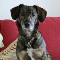 Maizi Mutt (@maizimutt) 's Twitter Profile Photo
