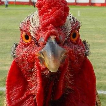 Individuo
No debo nada a nadie
Hincha y socio del mas grande, el gallo de Morón capo total del ascenso
Padre de 4, ejemplo de nadie
Hombre vencido, no derrotado