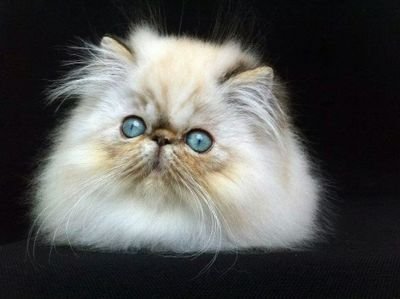 SweetSoul Cattery allevamento amatoriale di gatti persiani esotici e Point -Lombardia