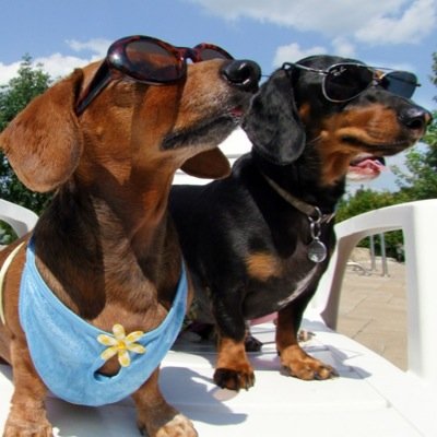 The Only Thing Better 
Than One Weiner Dog is TWO!
Loving Life - O-Town, Florida