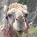 Wilbur (@wilburstravels) Twitter profile photo Wilbur (@wilburstravels) Twitter profile photo