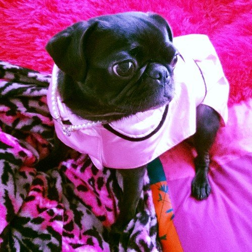 lola the pug lola the pug on quot i can t wait anymore i m all dolled up and ready for lola the pug lola the pug on quot i can t wait anymore i m all dolled up and ready for