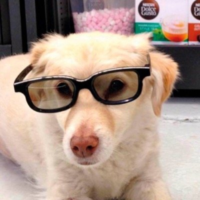 Celebrity | Spanish | Worldwide Model | Actor | Bilingual | Sales Manager | Guard Dog | Chief Taster | Social Media Guru | Cat Hater (Sometimes) DoorBell