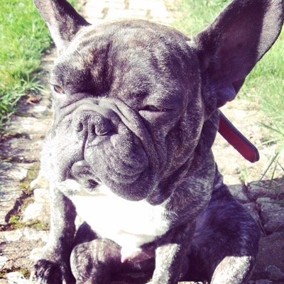 SwaggyDoggy's profile picture. Je suis Swaggy Doggy la peluche vivante et le petit insecte de @TheSwaggManTV ❤️