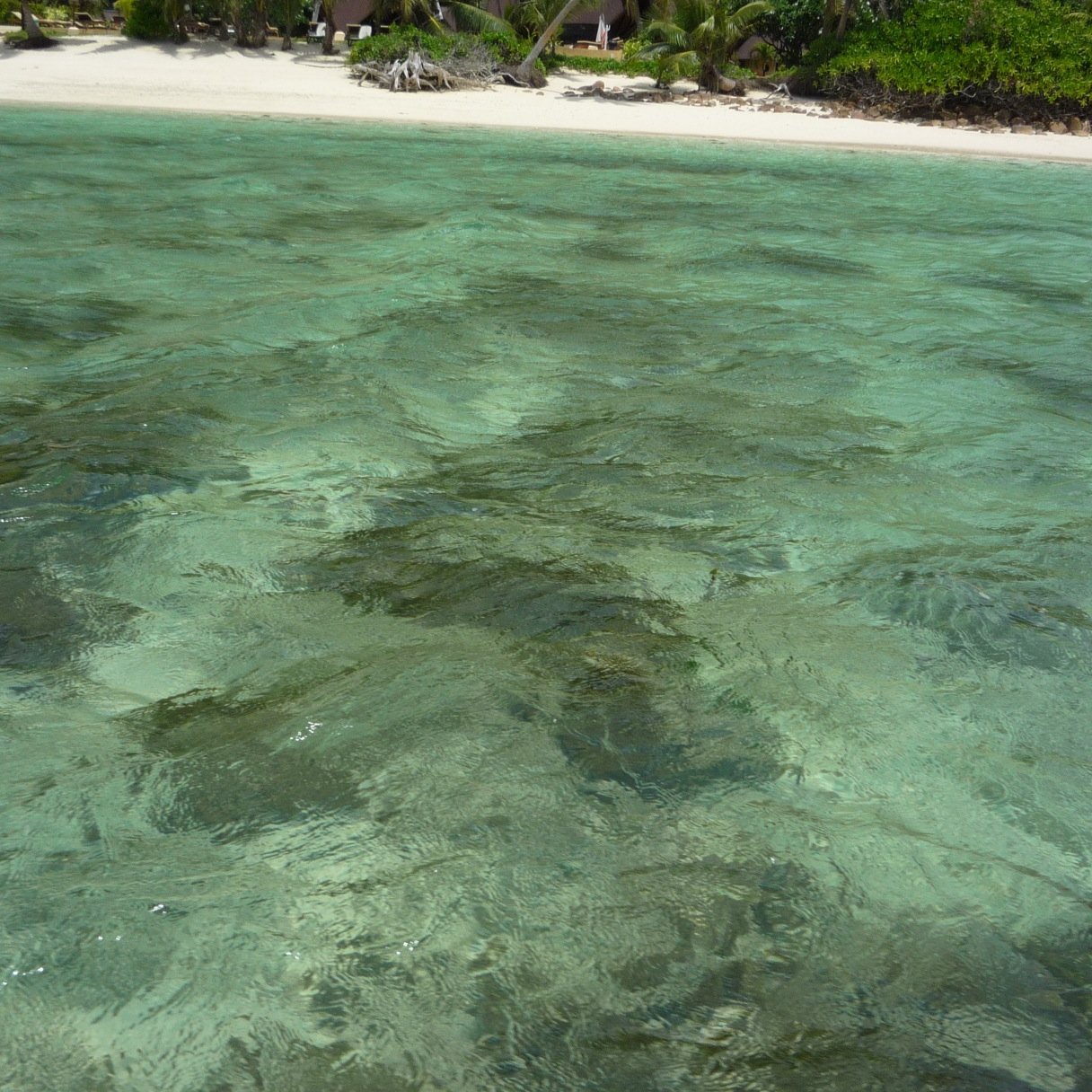 tchanguette1's profile picture. 