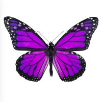 Melissa Richardson (@shopturtlegirl) 's Twitter Profile