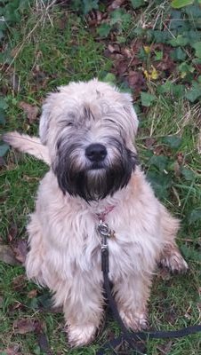 AnnieWheaten's profile picture. I'm a Wheaten Terrier and I live and play on the South Downs.