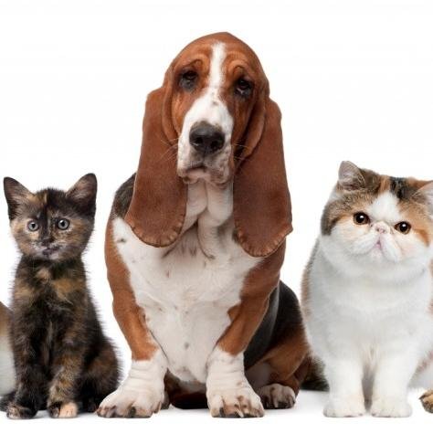 Lost and found pets in the #Wrexham Area.