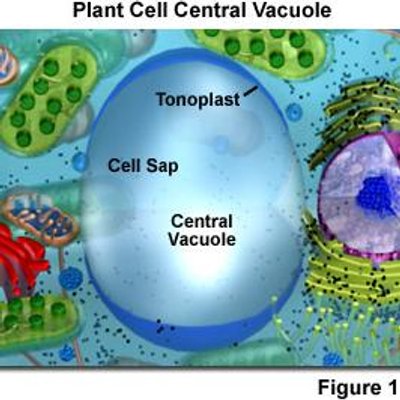 Central Vacuole Centralvacuole4 Twitter