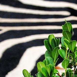 A beautiful collection of cowhide and zebra hide rugs, pillows, and one of a kind furniture and art. And a bit of #roomswelove and #thingswelove