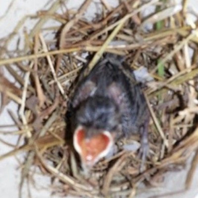 inakayngmaya's profile picture. 