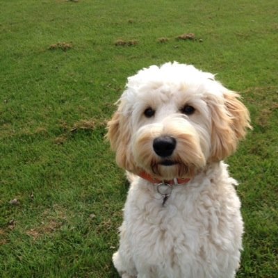 wife, mum, dog walker and neil diamond fan