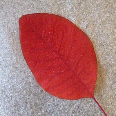 bordalexandre's profile picture. 