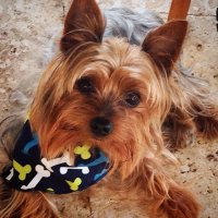 Matheo ParlamentoPOP (@matheopop) 's Twitter Profile