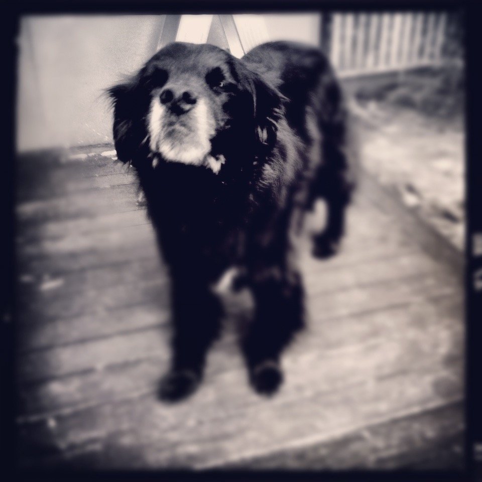 mycaninejesus's profile picture. I'm Monty, a 13.5yr old Collie Newfie X. Searching for My Canine Jesus. Have you seen him?