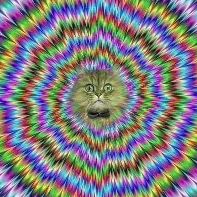 La curiosidad mató al gato, pero murió aprendiendo.   Siervo de @yaizads7 Ailuromaniaco compulsivo y onanista convencido