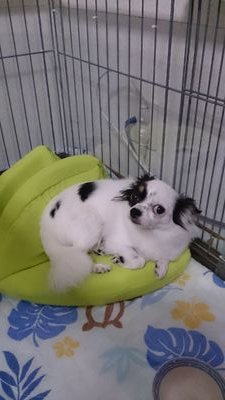 ワン子友共ヨロシクお願いします(=^ェ^=)