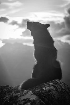 awakenthewolves Profile Picture