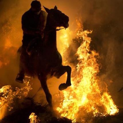 vivagiangian's profile picture. 