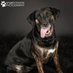 Heading Home K9 (@headinghomek9) Twitter profile photo Heading Home K9 (@headinghomek9) Twitter profile photo