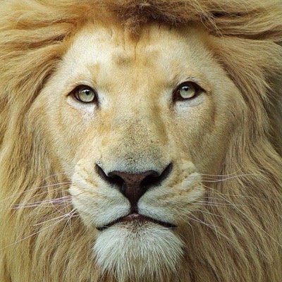 YourLightOfLove's profile picture. 