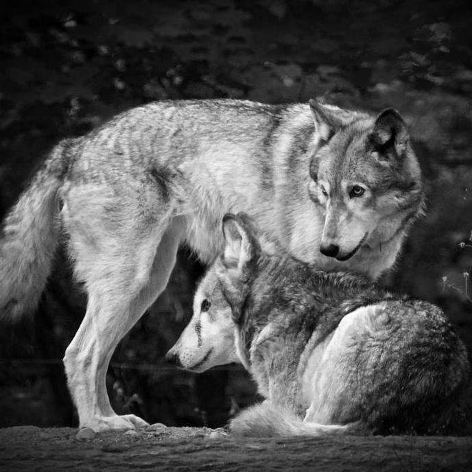 VelariestCTR's profile picture. Holy priest healer in the Convert to Raid guild on Aerie Peak