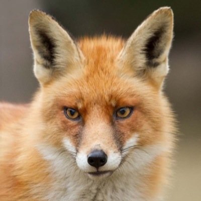 Fox_Twi's profile picture. #Wild_Animal