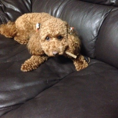 ToyPoodleFamily's profile picture. 